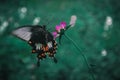 Papilio polytes, theÃÂ common Mormon sitting on pink flower